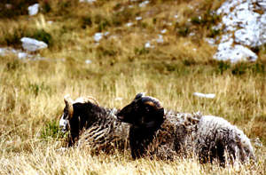 Bulhus fritid bygg Karlsö Gotland