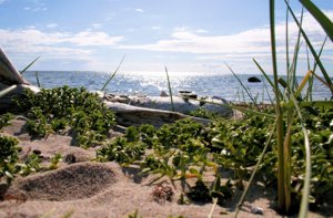 Borum strand gotland