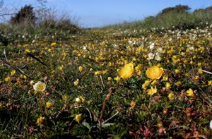 Borum strandblommor gotland