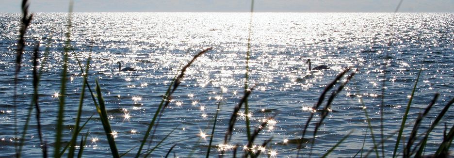 Borum hav svanar gotland