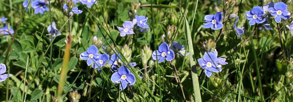 Borum blommor gotland