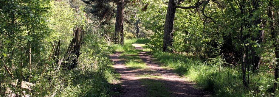 Borum skogsväg gotland