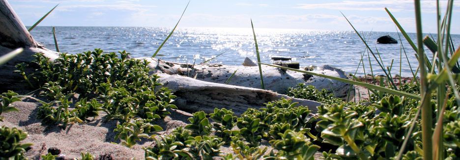 Borum havet gotland